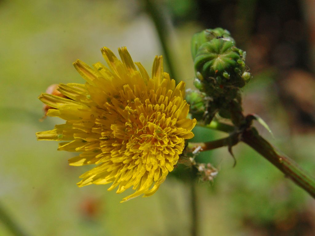 Sonchus tenerrimus / Grespino sfrangiato